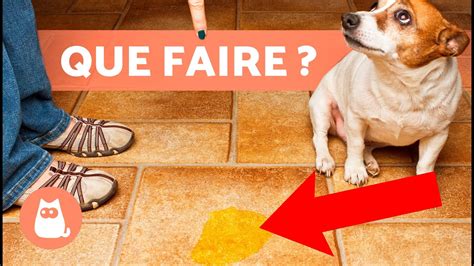 comment faire pipi avec un tampon|Faire pipi avec un tampon : possible ou pas